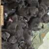 AKC Charcoal Lab puppies 9 weeks old