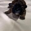 Shihtzu Puppies for Sale - Ready by May 10th