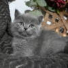 TICA Blue Shorthair Minuet Male (short legged) -Carries Chocolate