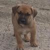 Mastiff mix