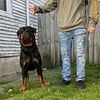 Rottweiler puppies