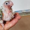 Green cheeks conures 