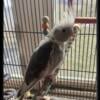 Pied cockatiel needs home