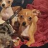 Male and female chihuahua for sale