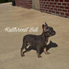 AKC Male French Bulldog Puppy