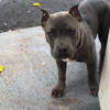 UKC an ABKC registered American Bully puppies delivered 6/16/23