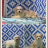 Three party Maltipoo boys: Amari, Zayden, & Bekham