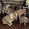 Tonka Toy Bullies Christmas sale 25% off