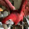Green Wing baby macaw