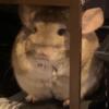 Beige&White bonded chinchillas (Female) Tempe,AZ