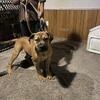 5 month old boerboel pitbull mix