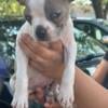 Frenchton puppy hes boston terrier with Frenchie