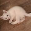 White kitten with different colored eyes