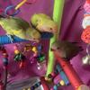 Love bird babies 