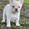 Frenchbulldog female fluffy