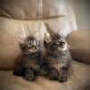 Maine Coon kittens available