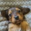 Dachshund mini longhair babies Ready to go 10-6