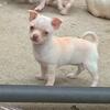🐾🐕🦴❤️🍎😍 Female Chihuahua Puppy Apple Head 