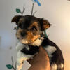 CKC Parti Male Looking for a Loving Home