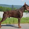 European Doberman Stud