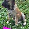 Farm raised mastiff pups
