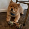 Chow chow puppies for Rehoming