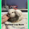 Holland lops Rabbits