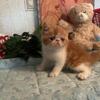 CFA Reg Exotic Shorthair,  Scarlet's #4 Female Kitten!