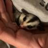 Female sugar glider 8 weeks old