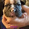OLDE ENGLISH BULLDOGGE 