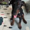 Doberman female