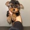 Yorkie yorkie yorkie