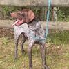 GSP PUPPIES COMING NEXT MONTH
