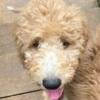 Two gorgeous Goldendoodle puppies left! Low shedding, vaccinated, dewormed, trained