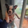 FRENCH BULLDOG PUPPY (SOLD)