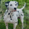 Dalmatian Planned Litter 2026-2027