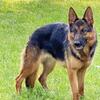 Akc GSD females import lines