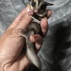 Sugar gliders available in a rainbow of colors