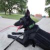 AKC Belgian Malinois for Stud