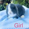 Purebred Holland Lop Baby Bunnies