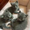 Kittens Looking For A Loving Home!
