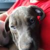 Bluenose and American pit mix 4 month old puppy girl sweet as can be needs a loving family as soon as possible