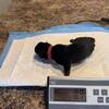 Rottweiler puppies