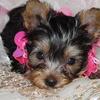 Silky coat  Yorkshire Terrier
