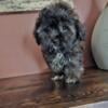 Adorable TOY Shih-Poo Teddy Bear (Shih-Tzu & Toy Poodle) Puppies READY NOW REDUCED