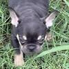 Male puppy read to go 1800