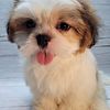 Shih tzu Puppies For Sale Brooklyn New York