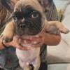 French bulldogs for sale in brunswick md