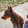 1 AKC Rust Doberman Female