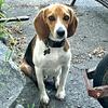 Purebred Beagle